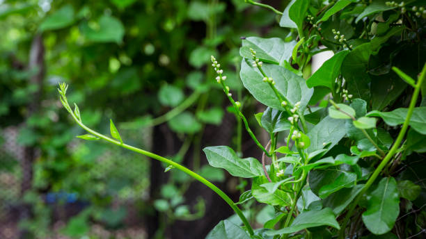 climbing malabar spinach with white flowers, basella alba - 智慧農(nóng)業(yè) 個照片及圖片檔